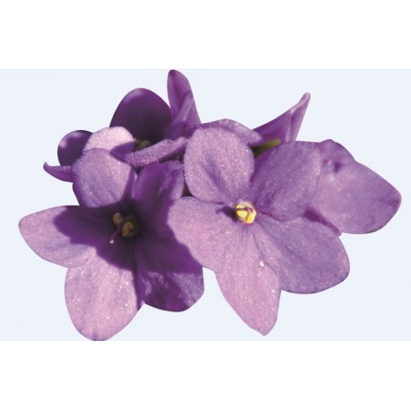Huile fleur de Violette 