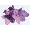 Huile fleur de Violette 