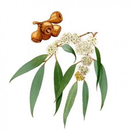 Huile parfumée Eucalyptus 